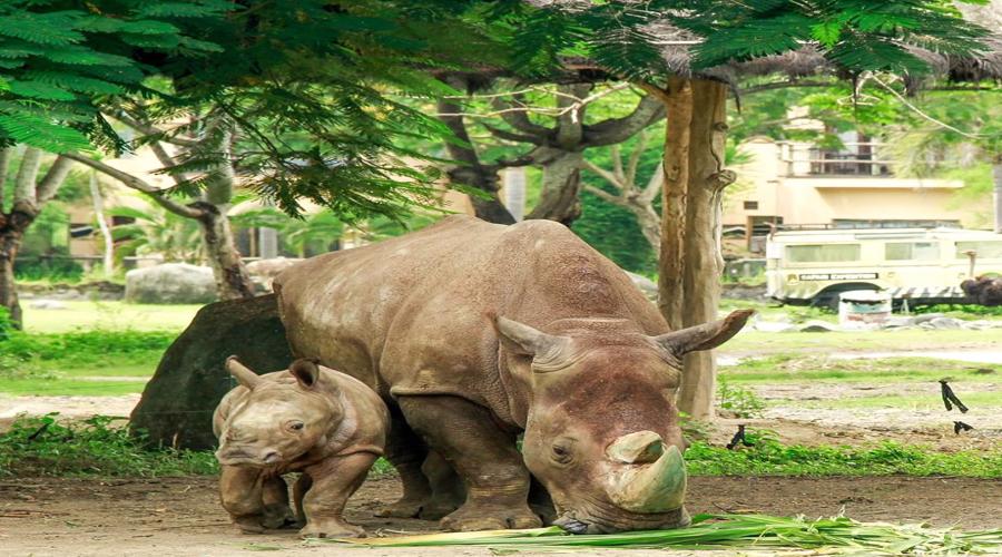 Wow, Get Special Discount For Rhino 4x4 Package at Bali Safari & Marine Park