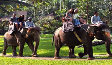 HOT DEAL! Book Elephant Safari Ride & Jungle Bunggies - 2 Laps by Mason Jungle Buggies Bali