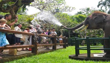 SPECIAL OFFER! Enjoy Elephant Park Visit & Jungle Bunggies - 2 Laps by Mason Jungle Buggies Bali